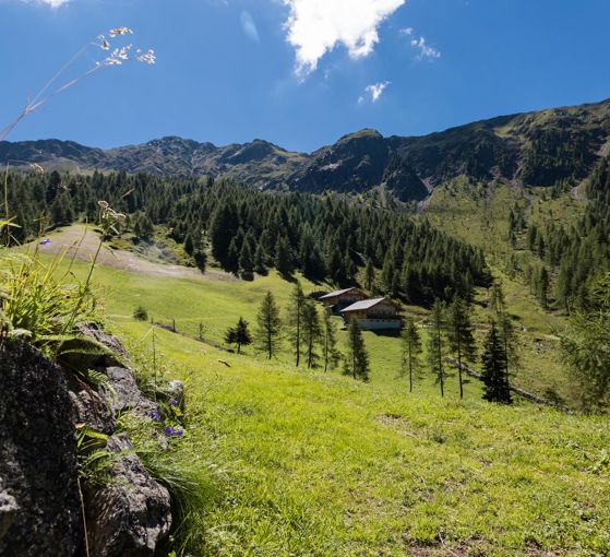 Alpine pasture hikes