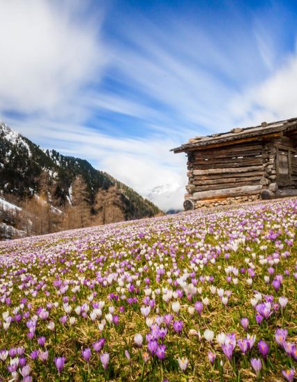 Eine Hütte und eine Wiese volle Krokusse