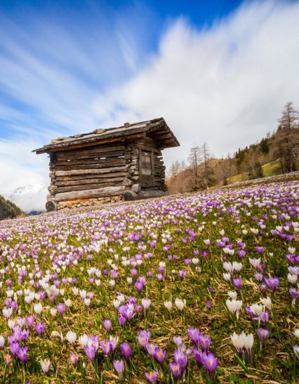 Eine Hütte und eine Wiese volle Krokusse