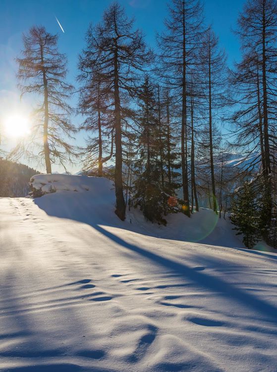 A forest in winter