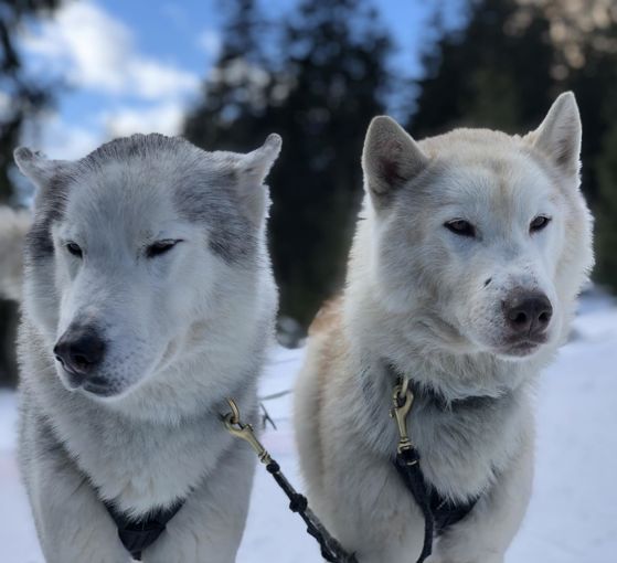 Huskysleddog