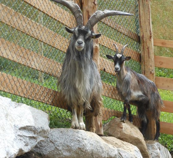 Reierhof- osteria contadina con parco faunistico