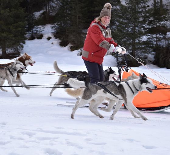 Huskysleddog