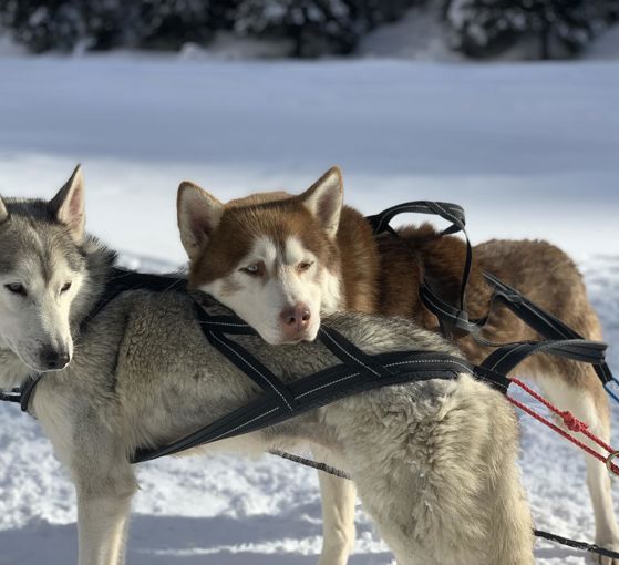 Huskysleddog