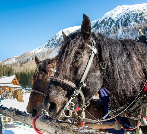 Horse-drawn sleigh ride