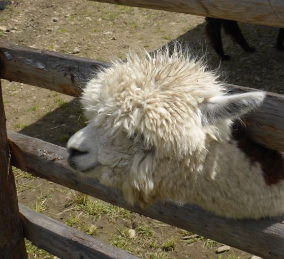 Animal Park Reierhof