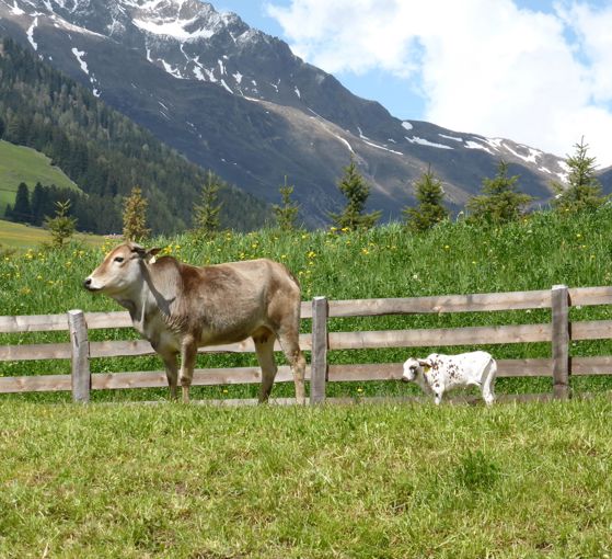 Parco faunistico Reierhof