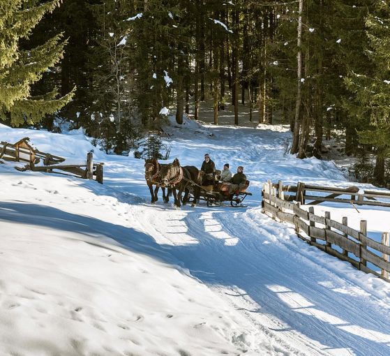 Horse-drawn sleigh ride