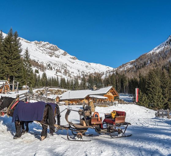 Horse-drawn sleigh ride